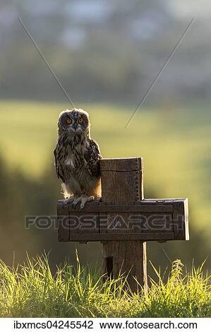 Eurasian eagle-owl (Bubo bubo), captive, sitting on cross, Vulkaneifel, Germany, Europe View Large Photo Image Stock Image - Eurasian eagle-owl (Bubo bubo), captive, sitting on cross, Vulkaneifel, Germany, Europe. Fotosearch