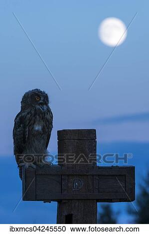 Eurasian eagle-owl (Bubo bubo), captive, sitting on cross, calling, moon, Vulkaneifel, Germany, Europe View Large Photo Image Stock Image - Eurasian eagle-owl (Bubo bubo), captive, sitting on cross, calling, moon, Vulkaneifel, Germany, Europe. Fotosearch