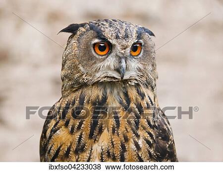 Eurasian eagle-owl (Bubo bubo), portrait, captive, Germany, Europe View Large Photo Image Stock Photo - Eurasian eagle-owl (Bubo bubo), portrait, captive, Germany, Europe. Fotosearch