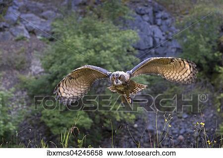 Stock Photo - Eurasian eagle-owl (Bubo bubo), captive, spreading wings to land, Vulkaneifel, Germany, Europe. Fotosearch