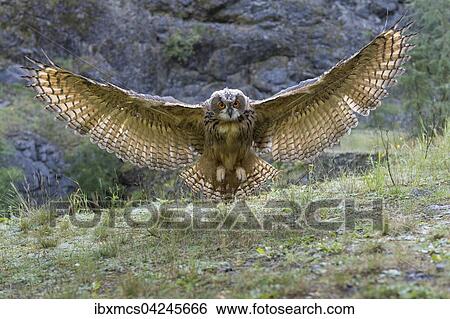 Stock Photograph - Eurasian eagle-owl (Bubo bubo), captive, spreading wings to land, Vulkaneifel, Germany, Europe. Fotosearch