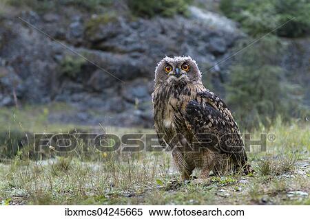 Eurasian eagle-owl (Bubo bubo), captive, sitting on ground, Vulkaneifel, Germany, Europe View Large Photo Image Stock Photography - Eurasian eagle-owl (Bubo bubo), captive, sitting on ground, Vulkaneifel, Germany, Europe. Fotosearch