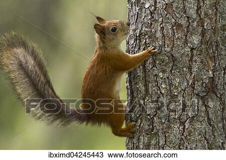 Eurasian red squirrel (Sciurus vulgaris) climbing on tree trunk, Kainuu, North Karelia, Finland, Europe View Large Photo Image Stock Image - Eurasian red squirrel (Sciurus vulgaris) climbing on tree trunk, Kainuu, North Karelia, Finland, Europe. Fotosearch