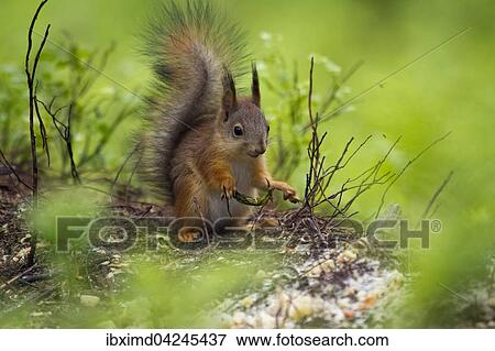 Eurasian red squirrel (Sciurus vulgaris), Kainuu, North Karelia, Finland, Europe View Large Photo Image Stock Photo - Eurasian red squirrel (Sciurus vulgaris), Kainuu, North Karelia, Finland, Europe. Fotosearch