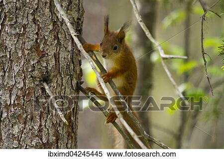 Eurasian red squirrel (Sciurus vulgaris) climbing tree, Kainuu, North Karelia, Finland, Europe View Large Photo Image Stock Photography - Eurasian red squirrel (Sciurus vulgaris) climbing tree, Kainuu, North Karelia, Finland, Europe. Fotosearch