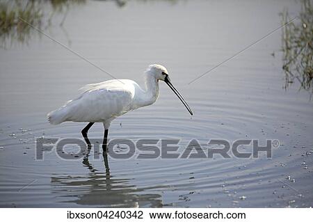 Stock Image - Eurasian spoonbill or common spoonbill (Platalea leucorodia), adult, standing in water, foraging, Bundala National Park, Sri Lanka, Asia. Fotosearch