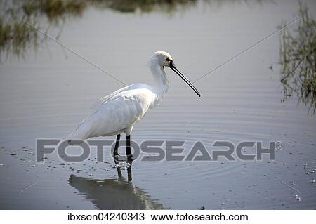 Eurasian spoonbill or common spoonbill (Platalea leucorodia), adult, standing in water, foraging, Bundala National Park, Sri Lanka, Asia View Large Photo Image Stock Image - Eurasian spoonbill or common spoonbill (Platalea leucorodia), adult, standing in water, foraging, Bundala National Park, Sri Lanka, Asia. Fotosearch