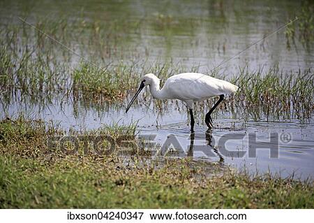 Eurasian spoonbill or common spoonbill (Platalea leucorodia), adult, walking in water, foraging, Bundala National Park, Sri Lanka, Asia View Large Photo Image Stock Photo - Eurasian spoonbill or common spoonbill (Platalea leucorodia), adult, walking in water, foraging, Bundala National Park, Sri Lanka, Asia. Fotosearch