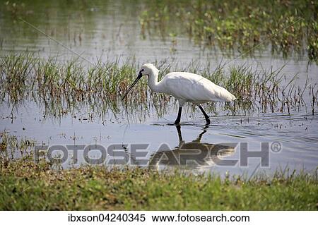 Eurasian spoonbill or common spoonbill (Platalea leucorodia), adult, walking in water, foraging, Bundala National Park, Sri Lanka, Asia View Large Photo Image Stock Photography - Eurasian spoonbill or common spoonbill (Platalea leucorodia), adult, walking in water, foraging, Bundala National Park, Sri Lanka, Asia. Fotosearch