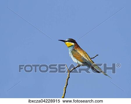 European bee-eater (Merops apiaster) perching on branch, Kaiserstuhl, Baden-Wurttemberg, Germany, Europe View Large Photo Image Stock Photography - European bee-eater (Merops apiaster) perching on branch, Kaiserstuhl, Baden-Wurttemberg, Germany, Europe. Fotosearch