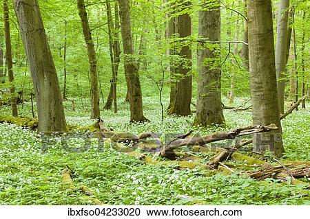 European beech (Fagus sylvatica) forest with deadwood and blooming wild garlic (Allium ursinum), Hainich National Park, Thuringia, Germany, Europe View Large Photo Image Stock Image - European beech (Fagus sylvatica) forest with deadwood and blooming wild garlic (Allium ursinum), Hainich National Park, Thuringia, Germany, Europe. Fotosearch