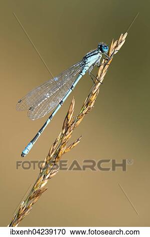 European damselfly (Enallagma cyathigerum) on a blade of grass, Emsland, Lower Saxony, Germany, Europe View Large Photo Image Stock Image - European damselfly (Enallagma cyathigerum) on a blade of grass, Emsland, Lower Saxony, Germany, Europe. Fotosearch