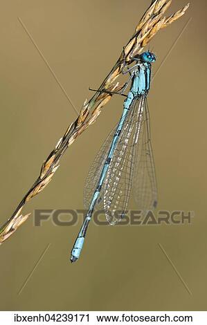 European damselfly (Enallagma cyathigerum) on a blade of grass, Emsland, Lower Saxony, Germany, Europe View Large Photo Image Stock Image - European damselfly (Enallagma cyathigerum) on a blade of grass, Emsland, Lower Saxony, Germany, Europe. Fotosearch