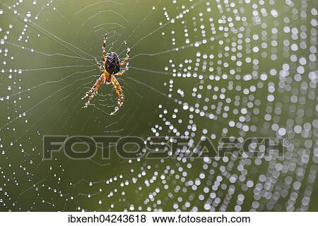 European garden spider (Araneus diadematus) in its web, Emsland, Lower Saxony, Germany, Europe View Large Photo Image Stock Photo - European garden spider (Araneus diadematus) in its web, Emsland, Lower Saxony, Germany, Europe. Fotosearch