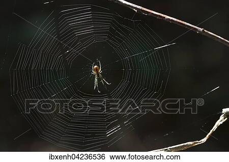 Stock Photograph - European garden spider (Araneus diadematus) in its web, Lower Saxony, Germany, Europe. Fotosearch