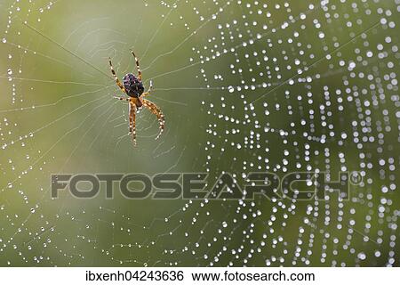 Stock Photograph - European garden spider (Araneus diadematus) in its web, Emsland, Lower Saxony, Germany, Europe. Fotosearch