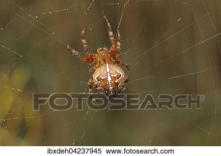 European garden spider (Araneus diadematus) in its web, Bavaria, Germany, Europe View Large Photo Image Stock Photography - European garden spider (Araneus diadematus) in its web, Bavaria, Germany, Europe. Fotosearch