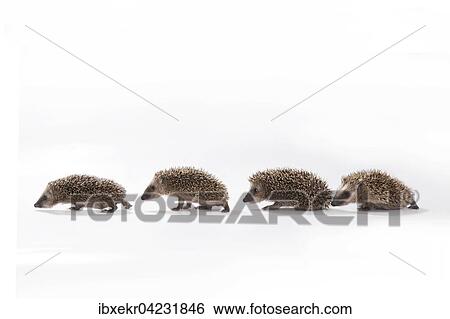 European hedgehog (Erinaceus europaeus), four young hedgehogs walking in a line, captive View Large Photo Image Stock Photograph - European hedgehog (Erinaceus europaeus), four young hedgehogs walking in a line, captive. Fotosearch