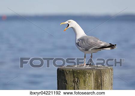 European herring gull (Larus argentatus), calling on a wooden post, Mecklenburg-Western Pomerania, Germany, Europe View Large Photo Image Stock Image - European herring gull (Larus argentatus), calling on a wooden post, Mecklenburg-Western Pomerania, Germany, Europe. Fotosearch