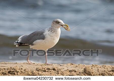 European herring gull (Larus argentatus), with shellfish in its beak, Usedom, Mecklenburg-Western Pomerania, Germany, Europe View Large Photo Image Stock Image - European herring gull (Larus argentatus), with shellfish in its beak, Usedom, Mecklenburg-Western Pomerania, Germany, Europe. Fotosearch
