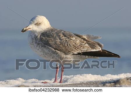 European herring gull (Larus argentatus), juvenile, Mecklenburg-Western Pomerania, Germany, Europe View Large Photo Image Stock Photo - European herring gull (Larus argentatus), juvenile, Mecklenburg-Western Pomerania, Germany, Europe. Fotosearch