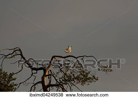European herring gull (Larus argentatus) sitting on pine, morning light, Kainuu, North Karelia, Finland, Europe View Large Photo Image Stock Photo - European herring gull (Larus argentatus) sitting on pine, morning light, Kainuu, North Karelia, Finland, Europe. Fotosearch