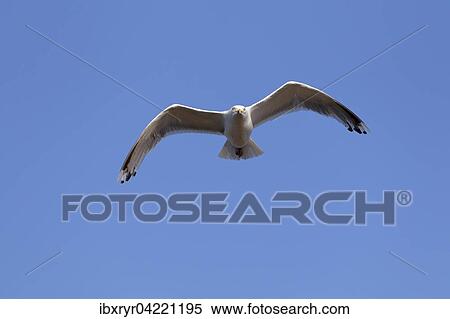 European herring gull (Larus argentatus), in flight, Mecklenburg-Western Pomerania, Germany, Europe View Large Photo Image Stock Photography - European herring gull (Larus argentatus), in flight, Mecklenburg-Western Pomerania, Germany, Europe. Fotosearch