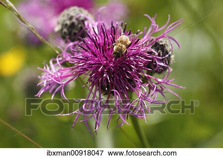 Stock Photo - European Honey Bee on Greater Knapweed (Centaurea scabiosa), Bavaria, Germany, Europe. Fotosearch