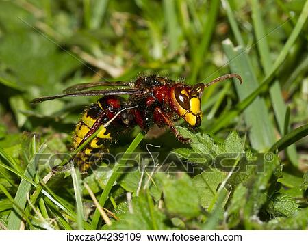 European hornet (Vespa crabro), Kolbermoor, Bavaria, Germany, Europe View Large Photo Image Stock Photo - European hornet (Vespa crabro), Kolbermoor, Bavaria, Germany, Europe. Fotosearch