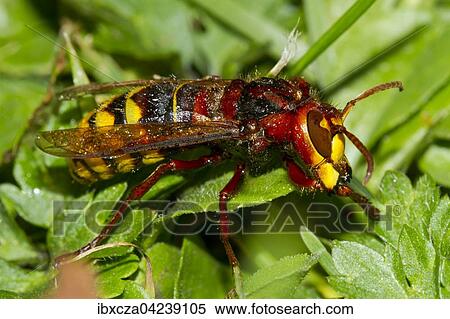 European hornet (Vespa crabro), Kolbermoor, Bavaria, Germany, Europe View Large Photo Image Stock Photography - European hornet (Vespa crabro), Kolbermoor, Bavaria, Germany, Europe. Fotosearch