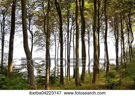 European or common beech (Fagus sylvatica) trees, coastal forest on Usedom island, Mecklenburg-Western Pomerania, Germany, Europe View Large Photo Image Stock Photo - European or common beech (Fagus sylvatica) trees, coastal forest on Usedom island, Mecklenburg-Western Pomerania, Germany, Europe. Fotosearch