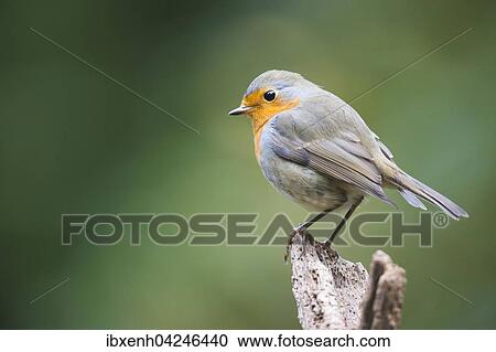 Stock Image - European robin (Erithacus rubecula) sitting on a post, Emsland, Lower Saxony, Germany, Europe. Fotosearch