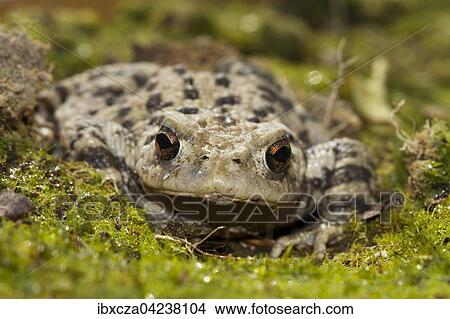European toad or common toad (Bufo bufo), Bavaria, Germany, Europe View Large Photo Image Picture - European toad or common toad (Bufo bufo), Bavaria, Germany, Europe. Fotosearch