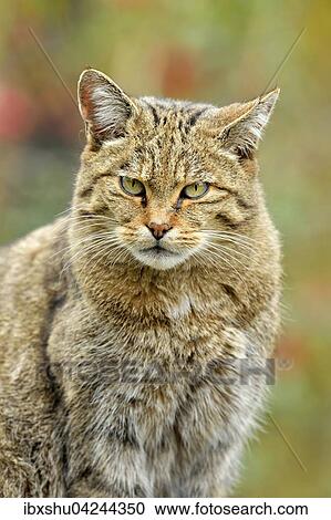 European wildcat (Felis silvestris silvestris), Canton of Schwyz, Switzerland, Europe View Large Photo Image Stock Image - European wildcat (Felis silvestris silvestris), Canton of Schwyz, Switzerland, Europe. Fotosearch
