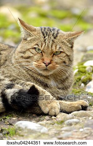 Stock Image - European wildcat (Felis silvestris silvestris), Canton of Schwyz, Switzerland, Europe. Fotosearch
