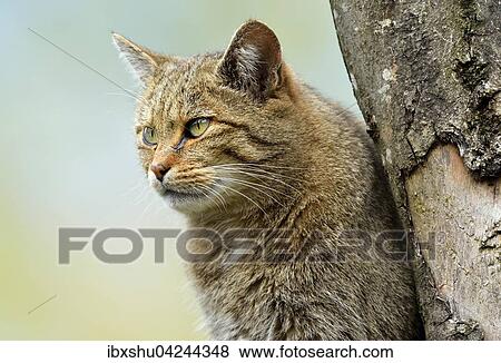 Stock Photo - European wildcat (Felis silvestris silvestris), Canton of Schwyz, Switzerland, Europe. Fotosearch