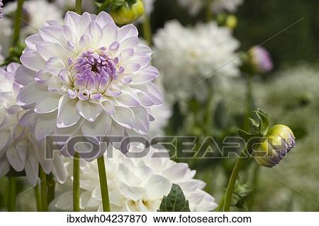 Eveline dahlia (Dahlia x hybrida), North Rhine-Westphalia, Germany, Europe View Large Photo Image Stock Image - Eveline dahlia (Dahlia x hybrida), North Rhine-Westphalia, Germany, Europe. Fotosearch