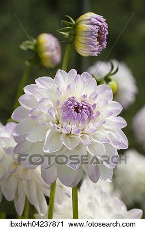 Eveline dahlia (Dahlia x hybrida), North Rhine-Westphalia, Germany, Europe View Large Photo Image Stock Image - Eveline dahlia (Dahlia x hybrida), North Rhine-Westphalia, Germany, Europe. Fotosearch