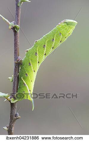 Eyed hawk-moth (Smerinthus ocellata) caterpillar, Lower Saxony, Germany, Europe View Large Photo Image Stock Photograph - Eyed hawk-moth (Smerinthus ocellata) caterpillar, Lower Saxony, Germany, Europe. Fotosearch