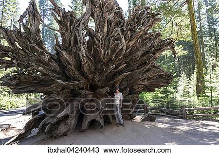 Stock Image - Fallen Monarch, roots belonging to redwood (Sequoioideae), Wellingtonia (Sequoiadendron giganteum), Mariposa Grove, Yosemite National Park, California, USA, North America. Fotosearch