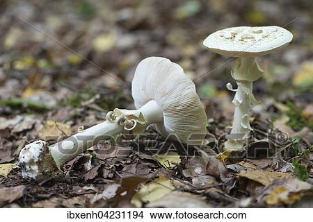 False death cap (Amanita citrina), Emsland, Lower Saxony, Germany, Europe View Large Photo Image Picture - False death cap (Amanita citrina), Emsland, Lower Saxony, Germany, Europe. Fotosearch