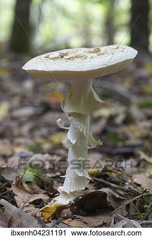 False death cap (Amanita citrina), Emsland, Lower Saxony, Germany, Europe View Large Photo Image Stock Image - False death cap (Amanita citrina), Emsland, Lower Saxony, Germany, Europe. Fotosearch