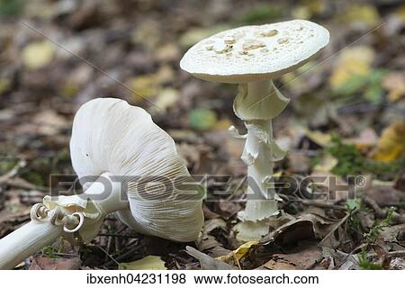 False death cap (Amanita citrina), Emsland, Lower Saxony, Germany, Europe View Large Photo Image Stock Photo - False death cap (Amanita citrina), Emsland, Lower Saxony, Germany, Europe. Fotosearch