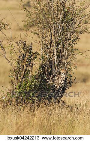 Female Cheetah (Acinonyx jubatus), hiding in a bush, Maasai Mara National Reserve, Narok County, Kenya, Africa View Large Photo Image Stock Image - Female Cheetah (Acinonyx jubatus), hiding in a bush, Maasai Mara National Reserve, Narok County, Kenya, Africa. Fotosearch