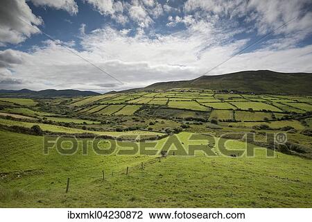 Stock Image - Fields in the hilly landscape, near Dingle, Dingle Peninsula, County Kerry, Ireland, Europe. Fotosearch