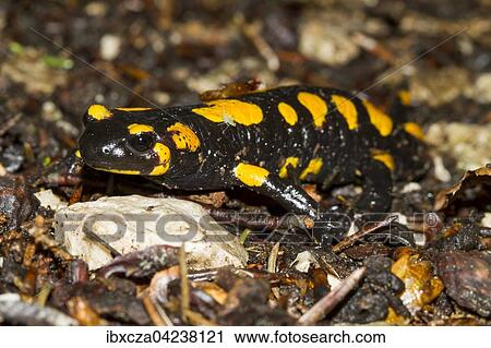 Fire salamander (Salamandra salamandra), Inntal, Bavaria, Germany, Europe View Large Photo Image Stock Image - Fire salamander (Salamandra salamandra), Inntal, Bavaria, Germany, Europe. Fotosearch