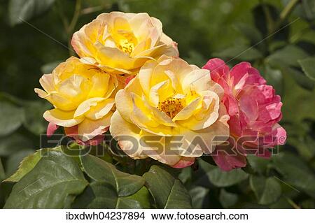 Firlefanz rose (Rosa), shrub, North Rhine-Westphalia, Germany, Europe View Large Photo Image Picture - Firlefanz rose (Rosa), shrub, North Rhine-Westphalia, Germany, Europe. Fotosearch
