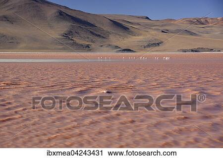 Flamingos (Phoenicopterus sp. ) in Laguna Colorada, with red water caused by high algae content, in Uyuni, Lipez, Bolivia, South America View Large Photo Image Stock Image - Flamingos (Phoenicopterus sp. ) in Laguna Colorada, with red water caused by high algae content, in Uyuni, Lipez, Bolivia, South America. Fotosearch
