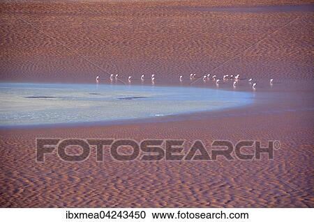 Flamingos (Phoenicopterus sp. ) in Laguna Colorada, with red water caused by high algae content, in Uyuni, Lipez, Bolivia, South America View Large Photo Image Stock Image - Flamingos (Phoenicopterus sp. ) in Laguna Colorada, with red water caused by high algae content, in Uyuni, Lipez, Bolivia, South America. Fotosearch