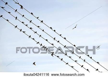 Flock of barn swallows (Hirundo rustica), gathering to fly south, Steinach-Welschensteinach, Black Forest, Baden-Wurttemberg, Germany, Europe View Large Photo Image Stock Photograph - Flock of barn swallows (Hirundo rustica), gathering to fly south, Steinach-Welschensteinach, Black Forest, Baden-Wurttemberg, Germany, Europe. Fotosearch